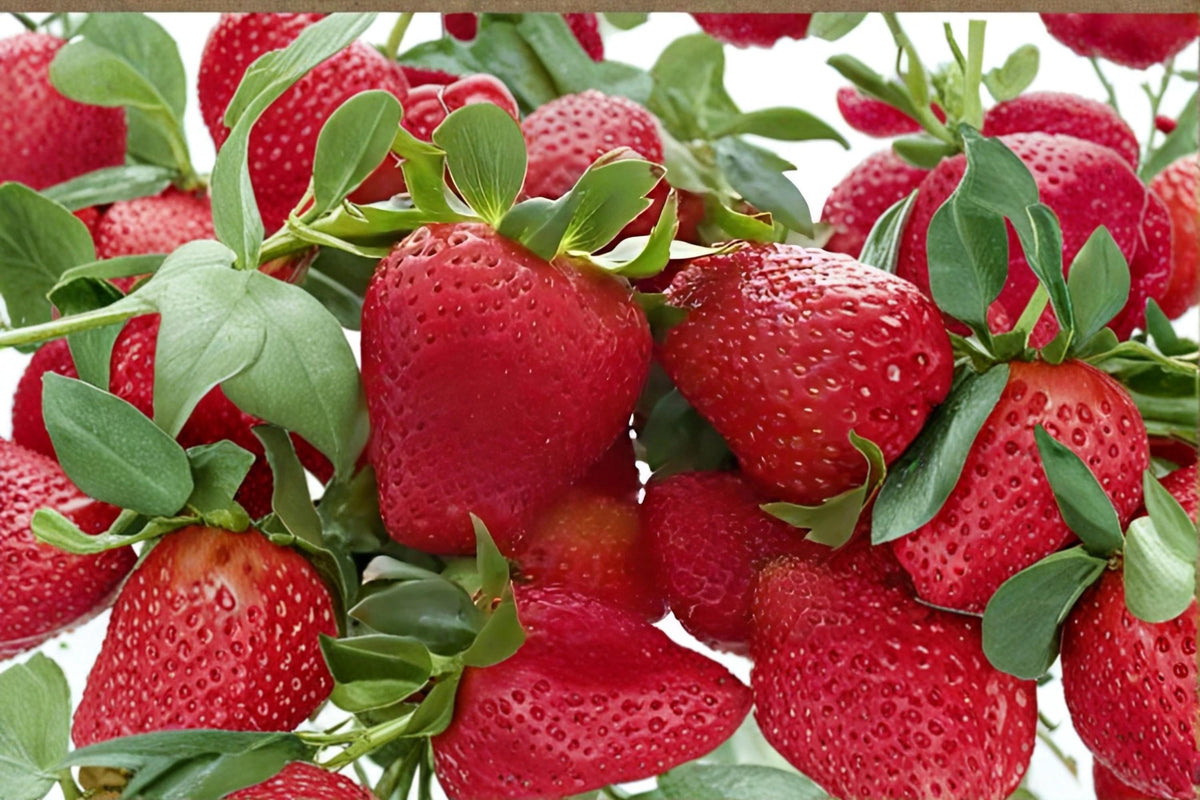 Seascape Strawberry Roots - Fragaria × ananassa Bare Root Fruit Plant for Garden, Container, and Bed Cultivation