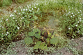 Large-flowered Water Plantain Seeds | Native Aquatic Perennial | Wetland & Pond Plant | Alisma triviale | Pollinator-Friendly