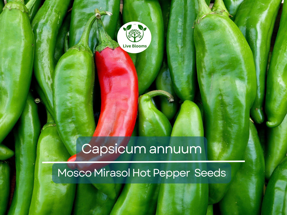 250 mg Mosco Mirasol Chile Seeds - Capsicum annuum Heirloom Guajillo Pepper for Cooking & Gardening