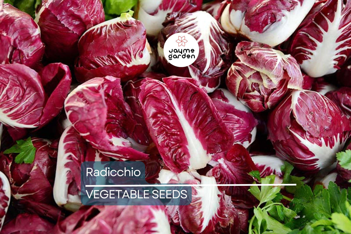 500 Palla Rosa Radicchio Seeds - Heirloom Italian Chicory for Salads, Gourmet Greens, Non-GMO, Leafy Vegetable, Home Garden