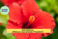 Red Hibiscus ‘President’ – Tropical Flowering Shrubs, 2 Live Starter Plants, 5” Tall, Hibiscus rosa-sinensis for Garden or Patio