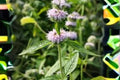 Ohio Horsemint Seeds – Native Wildflower Perennial for Pollinator Gardens – Blephilia ciliata, Lavender Purple, Drought Tolerant