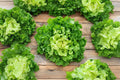 Broadleaf Batavian Endive Seeds – Heirloom Cichorium endivia for Salads & Soups, 850 Pack