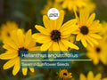 200 Seeds Helianthus Angustifolius - Narrowleaf Swamp Sunflower, Bright Yellow Blooms, Native Perennial for Wetlands & Gardens