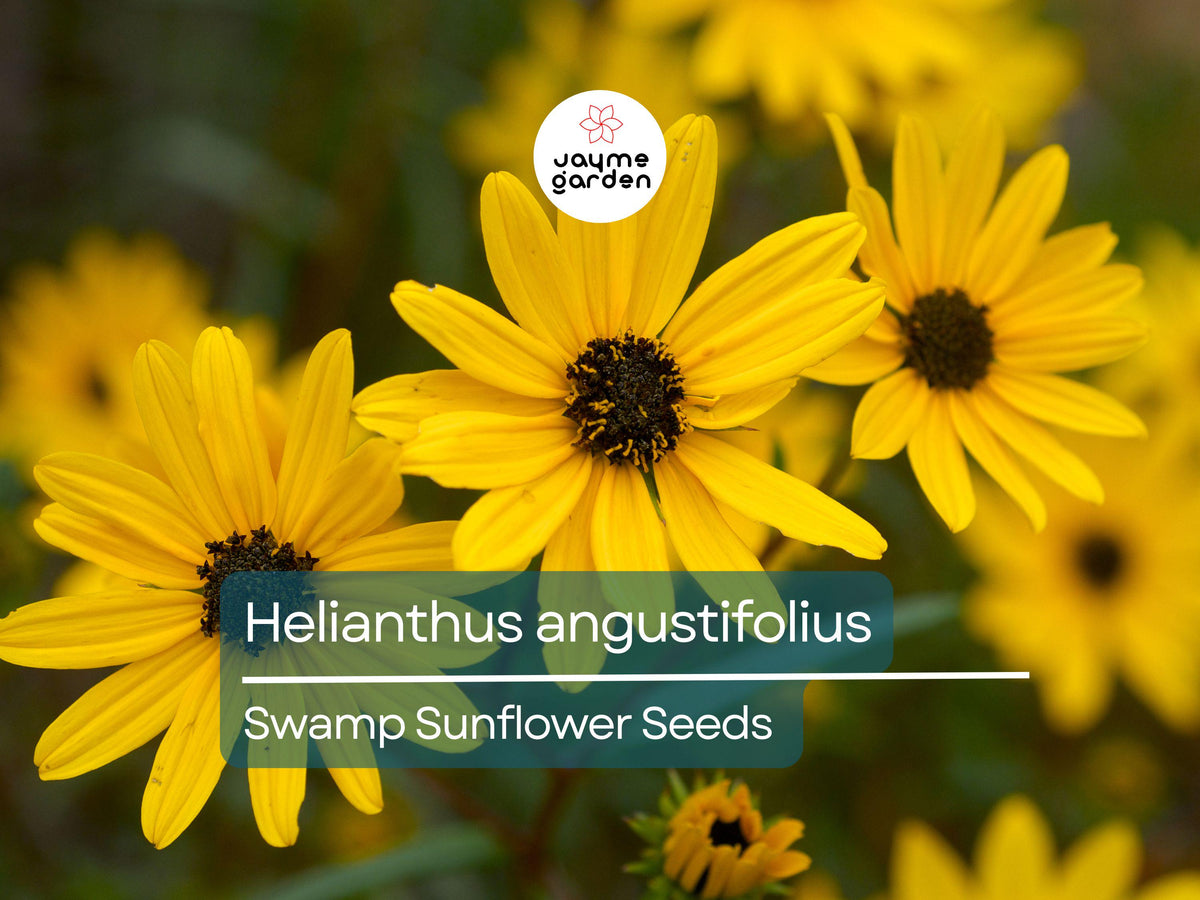 200 Seeds Helianthus Angustifolius - Narrowleaf Swamp Sunflower, Bright Yellow Blooms, Native Perennial for Wetlands & Gardens