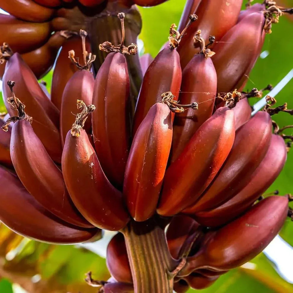 Red Dacca Banana Plant – Live Musa acuminata Tropical Edible Fruit Tree for Indoor & Outdoor Gardens