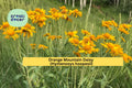Orange Mountain Daisy Seeds – 40 Non-GMO Hymenoxys hoopesii Wildflower Seeds for Pollinator Gardens, Mountain Landscapes