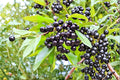 Wild Black Cherry Trees, 2 ft Tall, Prunus serotina, Native North American Deciduous Trees for Landscaping