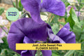 Just Julia Sweet Pea Seeds – Mid-Blue Climbing Flower Vine for Bouquets & Gardens – Lathyrus odoratus