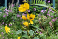 Partridge Pea Seeds 100 Pack – Native Wildflower Legume Chamaecrista fasciculata for Pollinator Gardens & Soil Improvement