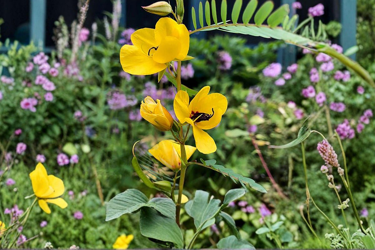 Partridge Pea Seeds 100 Pack – Native Wildflower Legume Chamaecrista fasciculata for Pollinator Gardens & Soil Improvement