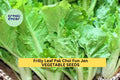3pcs of 500mg Frilly Leaf Pak Choi Fun Jen Seeds – Hybrid Brassica rapa var. chinensis for Crisp Salads & Stir-Fries