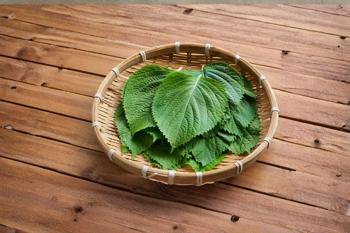 Perilla (Shiso) Herb Seeds – Korean Perilla frutescens, Aromatic Green Leaves, Culinary & Medicinal Use, 400 Seeds
