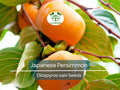 Japanese Persimmon Seeds (Diospyros kaki) – Edible Fruit Tree, Sweet & Nutritious, Non-GMO, Easy to Grow, Garden or Orchard Planting