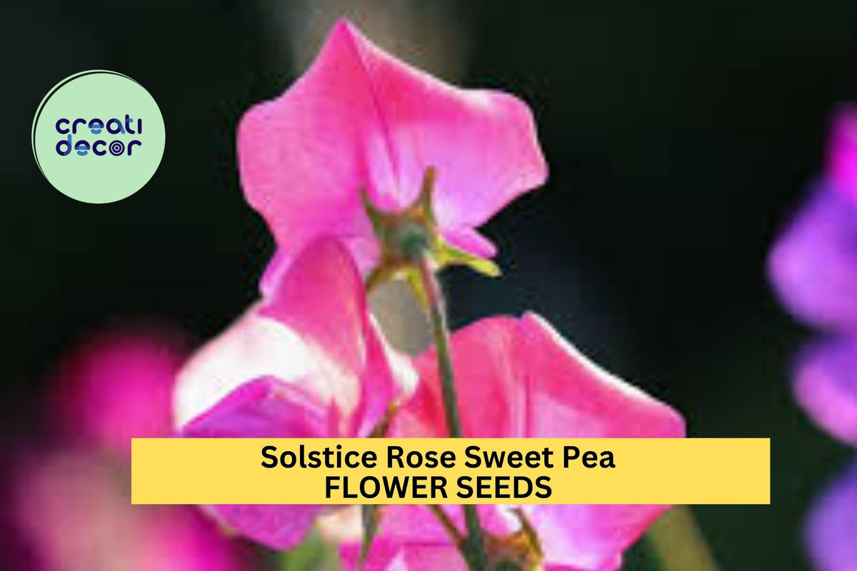 Solstice Rose Sweet Pea Seeds – Rose Pink Blooms, Climbing Vine, Lathyrus odoratus, Early-Blooming, Cut Flowers, Container & Trellis Plant