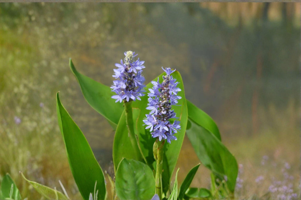 Pickerel Weed Seeds – Pontederia cordata Native Aquatic Perennial for Ponds and Wetlands, Pollinator Friendly