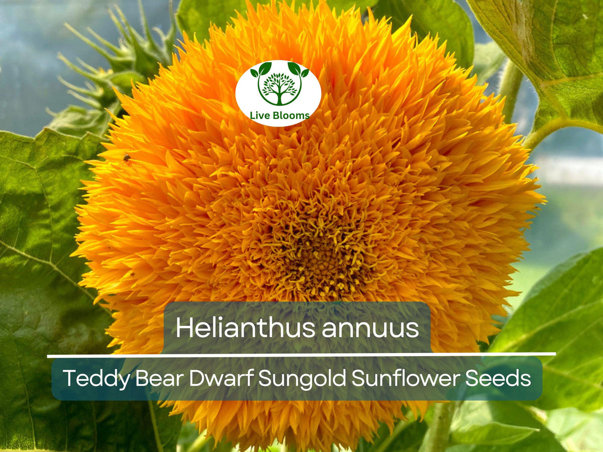 Teddy Bear Dwarf Sunflower Seeds | Compact Fuzzy Golden Blooms | Sungold Helianthus annuus for Gardens & Pots