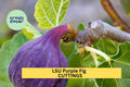 5 LSU Purple Fig Scion Cuttings – Unrooted Hardwood for Grafting or Propagation, Sweet Southern Variety for Home Orchards – USA