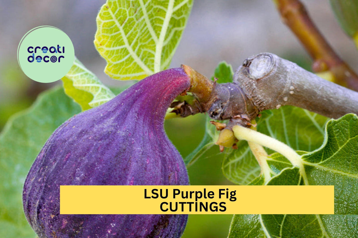 5 LSU Purple Fig Scion Cuttings – Unrooted Hardwood for Grafting or Propagation, Sweet Southern Variety for Home Orchards – USA