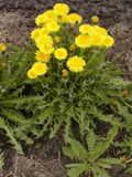 10 Bare Root Dandelion Plants | Organic Heirloom Taraxacum officinale Edible Medicinal Herb for Detox & Pollinators