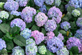 10 Fresh Deep Blue Hydrangea Cuttings - Unrooted Starter Plant, Hydrangea macrophylla, Garden Propagation, Blue Flowering Shrub