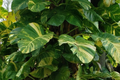 Giant Variegated Golden Pothos 3-Node Climbing Cutting Epipremnum aureum Indoor Houseplant