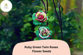 20 Ruby Green Twin Rose Seeds | Rare Bi-Color Garden Rose Variety | Easy to Grow Flower Seeds Rosa spp.