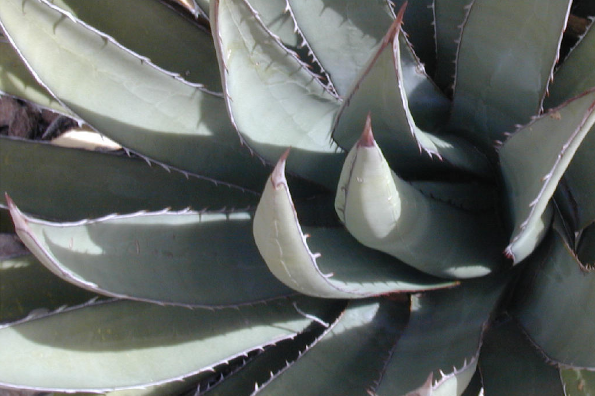 Agave Lechuguilla Leaf Cutting – Rare Desert Succulent Starter Plant for Drought-Tolerant Landscaping