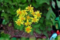 Golden Ragwort Seeds Packera aurea Native Wildflower for Pollinators, Woodland & Rain Gardens, 75 Seeds