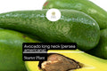 Live Long Neck Avocado Tree (Persea americana) - Tropical Fruit Tree, 2-3 ft, Edible, High Yield, Unique Variety