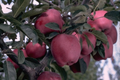Live Arkansas Black Apple Tree - 2-3ft Cold Hardy Fruit Tree, Rare Dark Crimson-Black Apples, Home Orchard, Pollinator Required