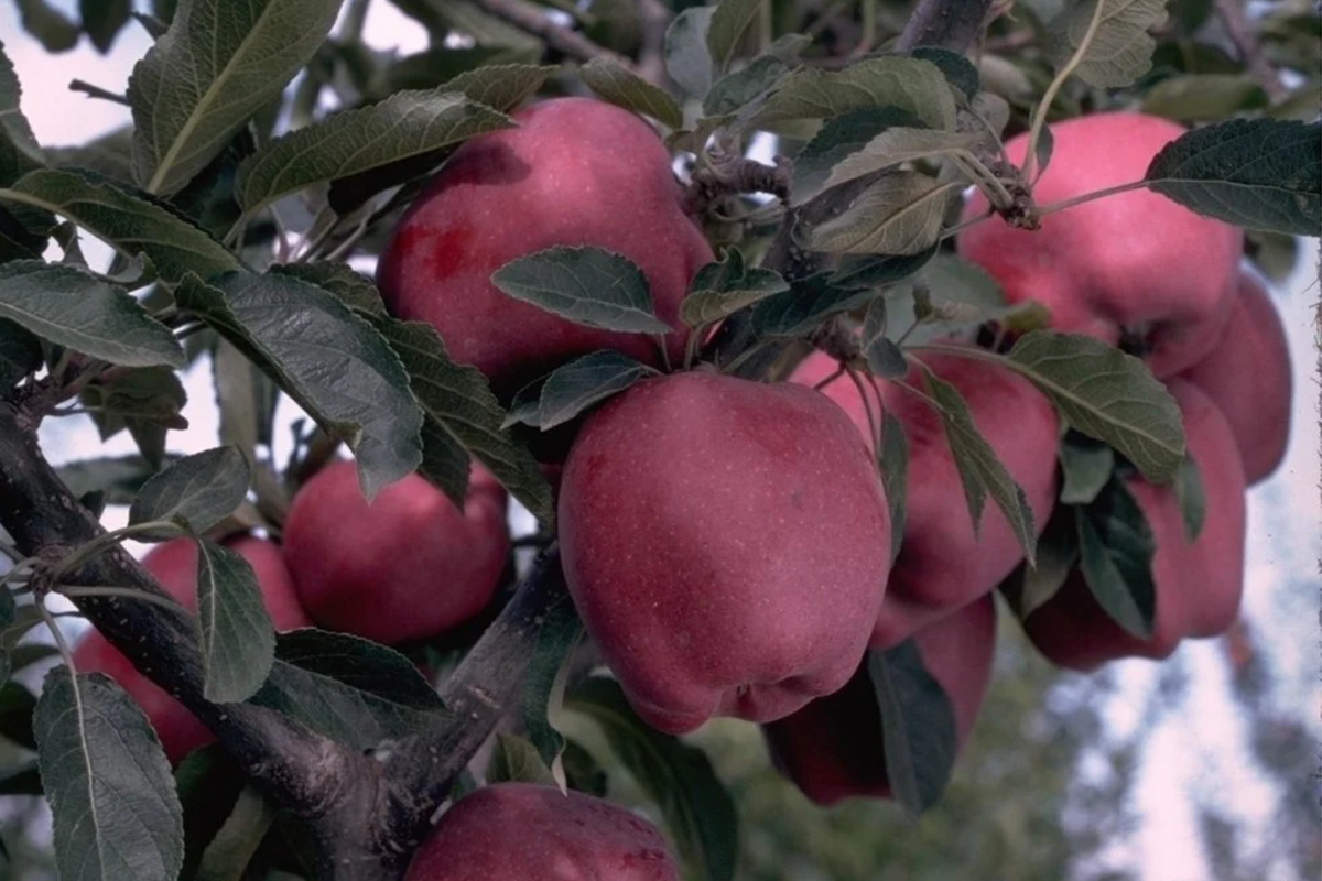 Live Arkansas Black Apple Tree - 2-3ft Cold Hardy Fruit Tree, Rare Dark Crimson-Black Apples, Home Orchard, Pollinator Required