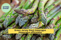 Green Jersey Giant Asparagus Crowns – 10 Bare Root Plants, Heirloom Variety, Perennial Vegetable, Asparagus officinalis