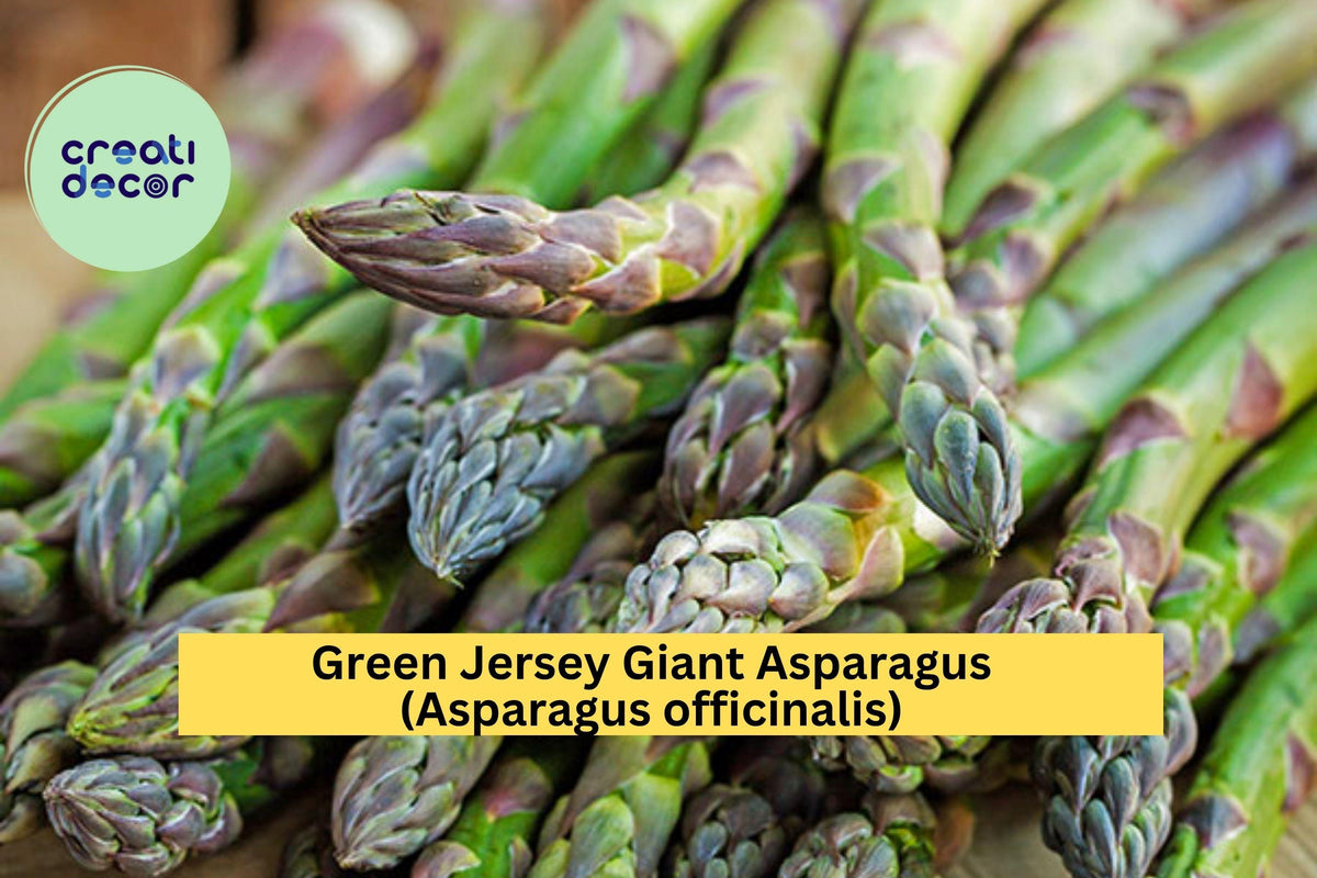 Green Jersey Giant Asparagus Crowns – 10 Bare Root Plants, Heirloom Variety, Perennial Vegetable, Asparagus officinalis