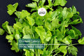 Chinese Celery Seeds – Heirloom Non-GMO Apium graveolens for Stir-Fries, Soups & Microgreens, Aromatic & Flavorful, USA Seller