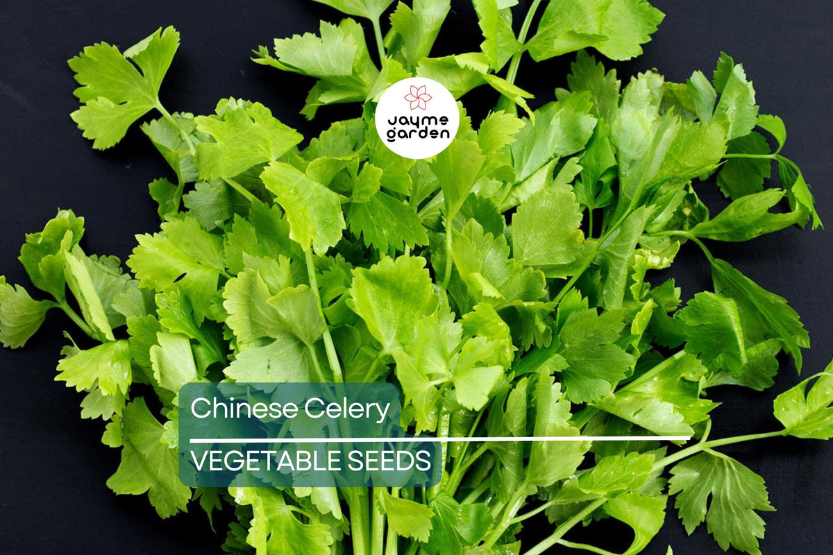 Chinese Celery Seeds – Heirloom Non-GMO Apium graveolens for Stir-Fries, Soups & Microgreens, Aromatic & Flavorful, USA Seller