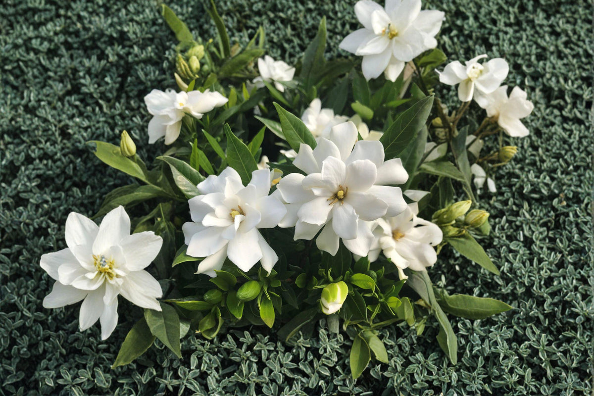 Gardenia jasminoides Seeds – Fragrant Cape Jasmine Blooming Seeds for Garden, 20 Pack