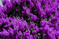 2 Live Purple Crape Myrtle Plants | Bare Root Deciduous Tree | Lagerstroemia indica | Full Sun Garden Trees