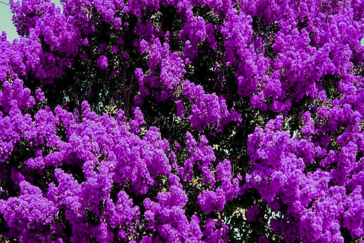 2 Live Purple Crape Myrtle Plants | Bare Root Deciduous Tree | Lagerstroemia indica | Full Sun Garden Trees