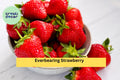 Everbearing Strawberry Roots 5 Pack – Fragaria × ananassa – Sweet Fruit, Continuous Harvest, Bare Root Plants for Garden Beds & Containers