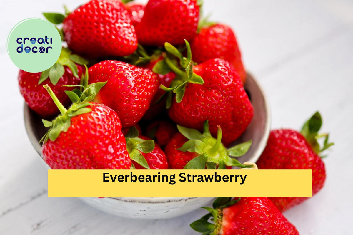 Everbearing Strawberry Roots 5 Pack – Fragaria × ananassa – Sweet Fruit, Continuous Harvest, Bare Root Plants for Garden Beds & Containers