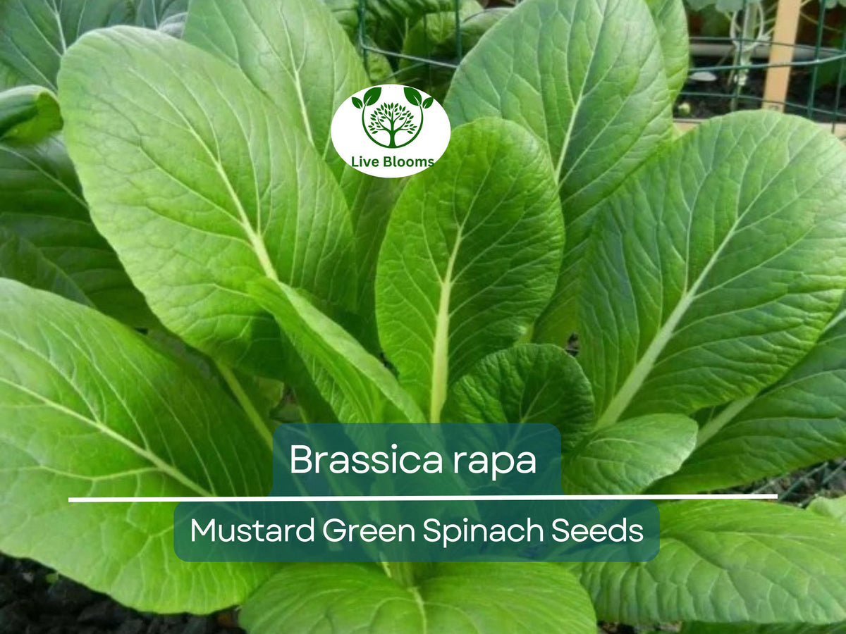 300 Seeds Mustard Green Spinach Komatsuna Tendergreen Brassica rapa - Nutritious Greens for Home Gardens