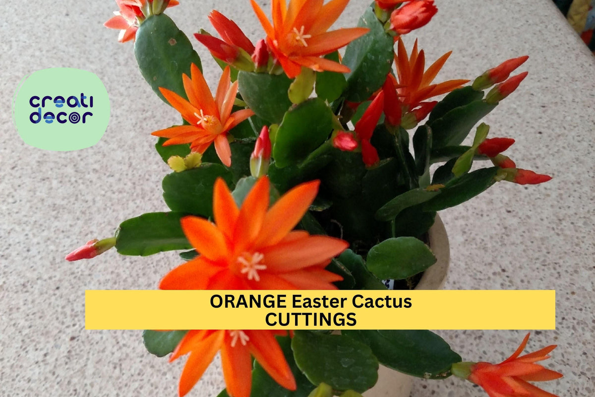 Orange Easter Cactus Cutting | Hatiora gaertneri | Spring-Blooming Epiphytic Houseplant | Bright Orange Flowers