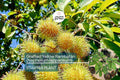 Grafted Yellow Rambutan Tree | Exotic Tropical Fruit Plant | Nephelium lappaceum | 24-36 Inches