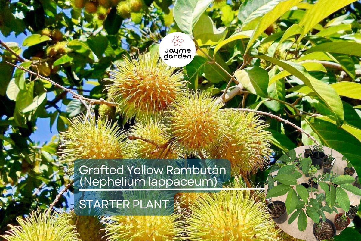 Grafted Yellow Rambutan Tree | Exotic Tropical Fruit Plant | Nephelium lappaceum | 24-36 Inches