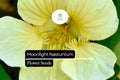 15 Seeds Moonlight Nasturtium (Tropaeolum majus) Edible Flowers & Leaves, Creamy-Yellow Blooms, Climbing & Trailing Annual