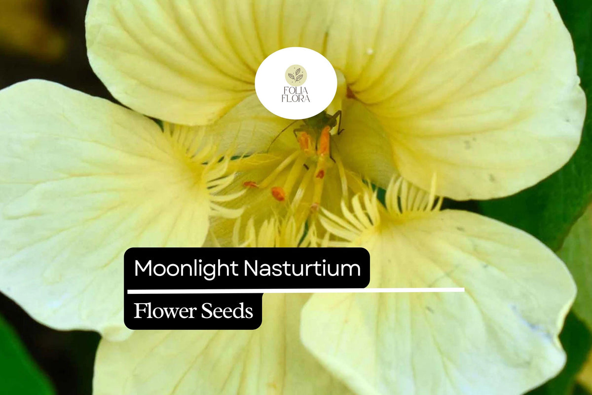 15 Seeds Moonlight Nasturtium (Tropaeolum majus) Edible Flowers & Leaves, Creamy-Yellow Blooms, Climbing & Trailing Annual