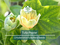 20 Tulip Poplar Seeds | Liriodendron tulipifera | Fast-Growing Shade Tree with Yellow Flowers for Garden & Landscape