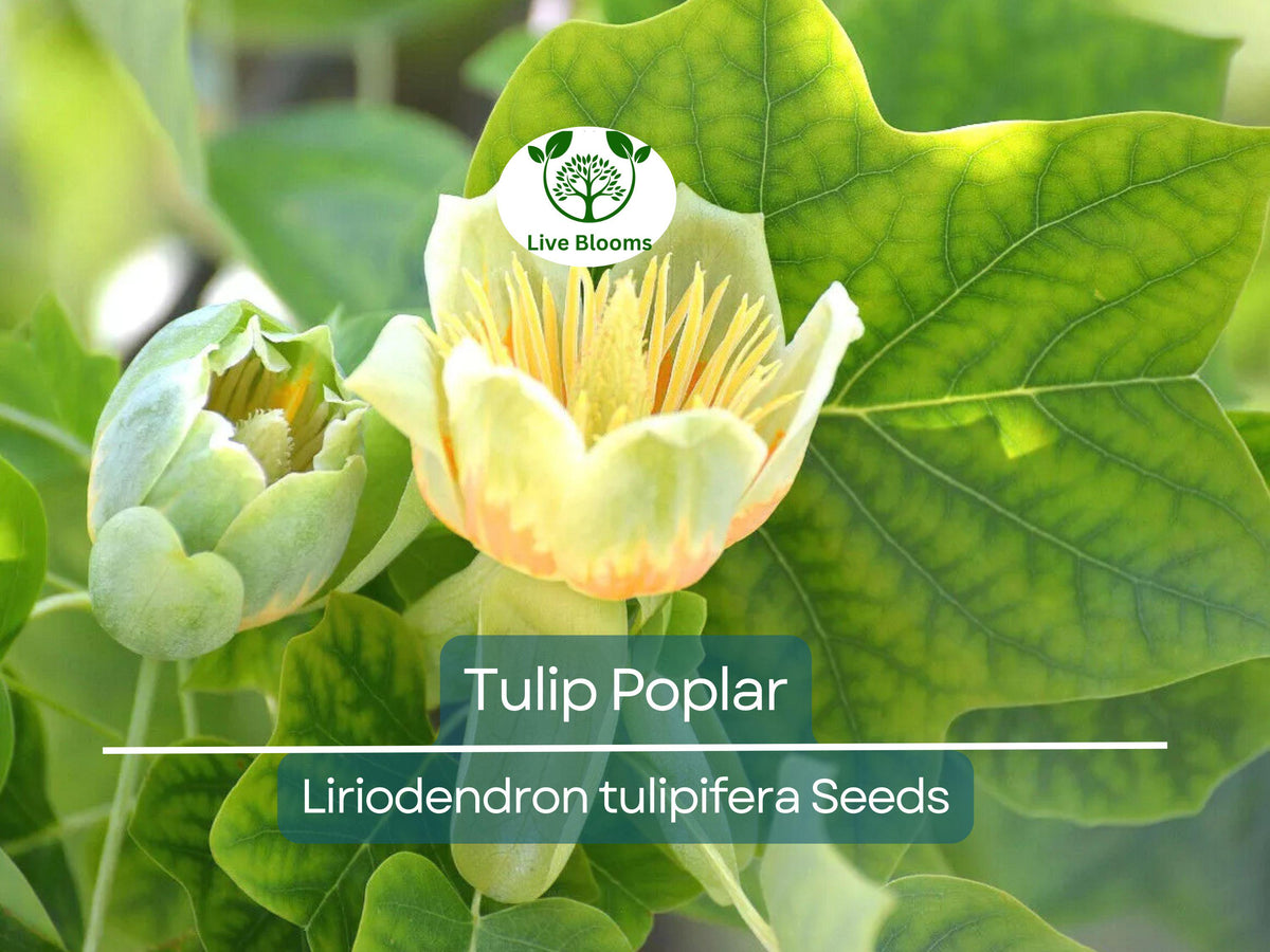 20 Tulip Poplar Seeds | Liriodendron tulipifera | Fast-Growing Shade Tree with Yellow Flowers for Garden & Landscape