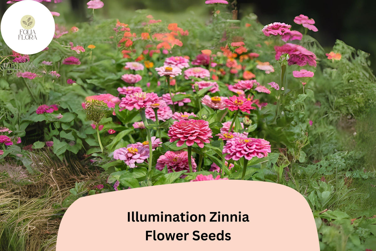 100+ Illumination Zinnia Seeds – Bright Pink Blooms for Summer Gardens & Cut Flowers – Zinnia elegans